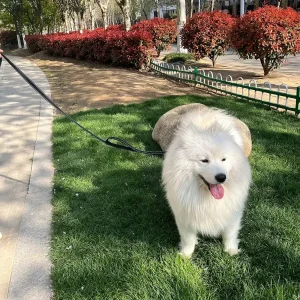 Laisse pour chien double poignée