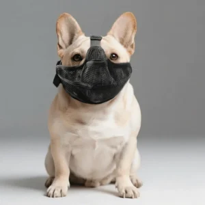 Muselière bouledogue français