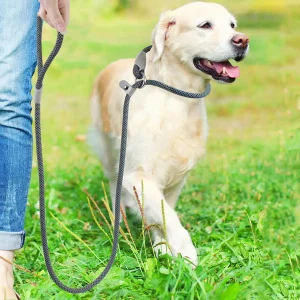 Collier pour chien en paracorde